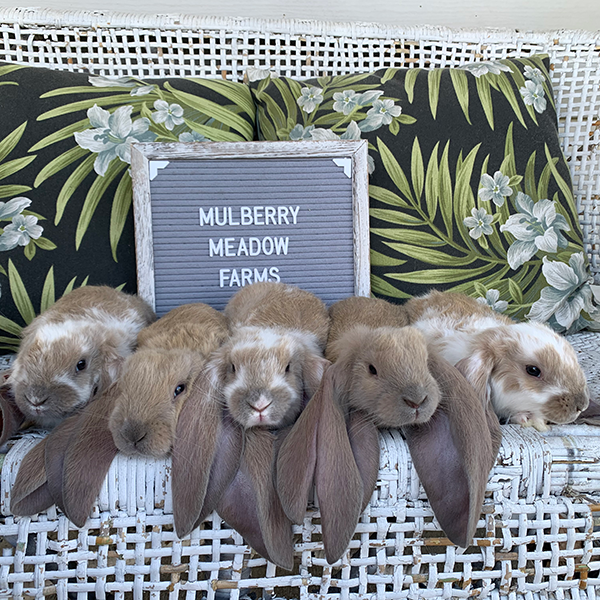 English Lop