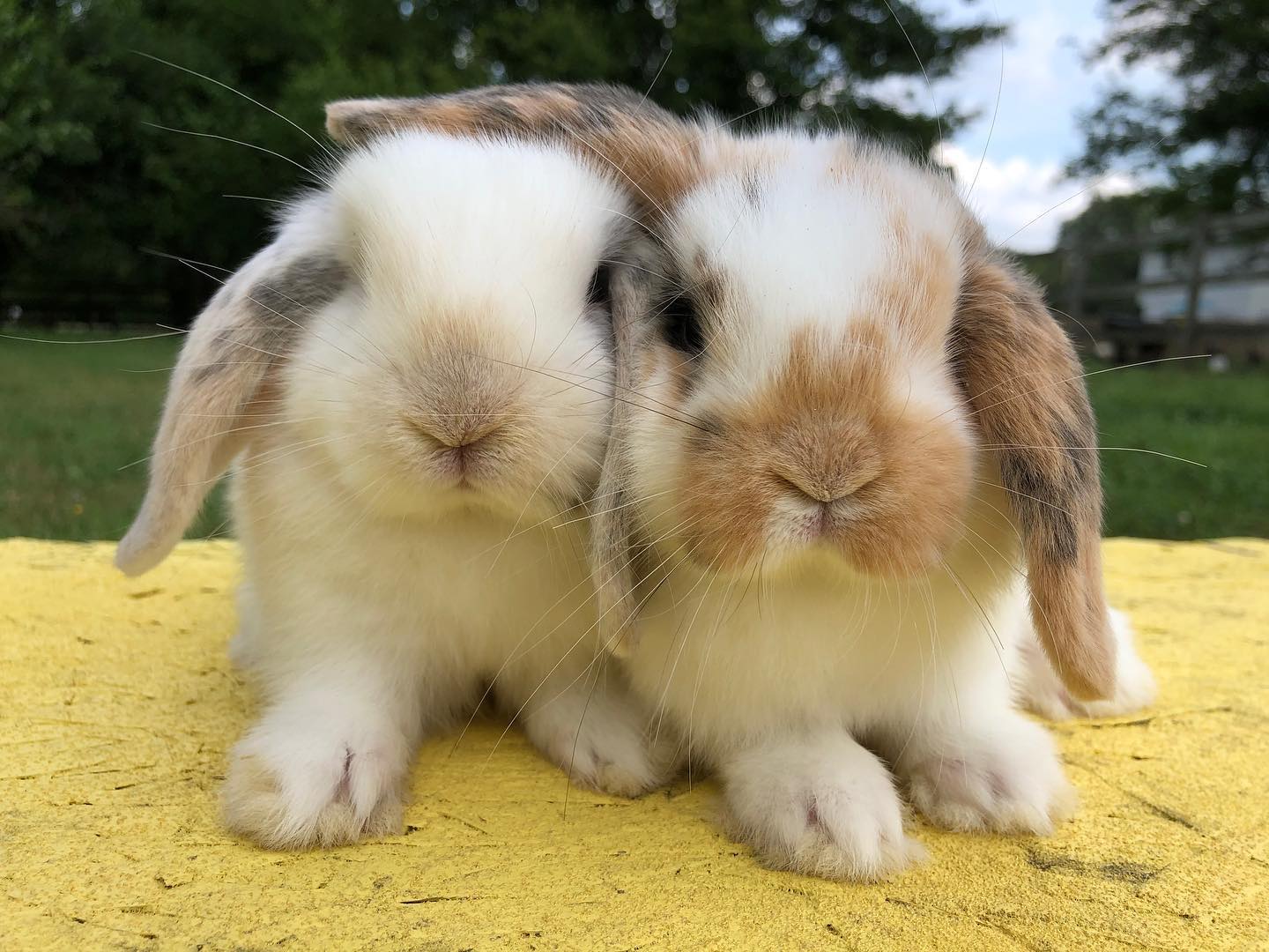 Holland Lops Mulberry Meadow Farms