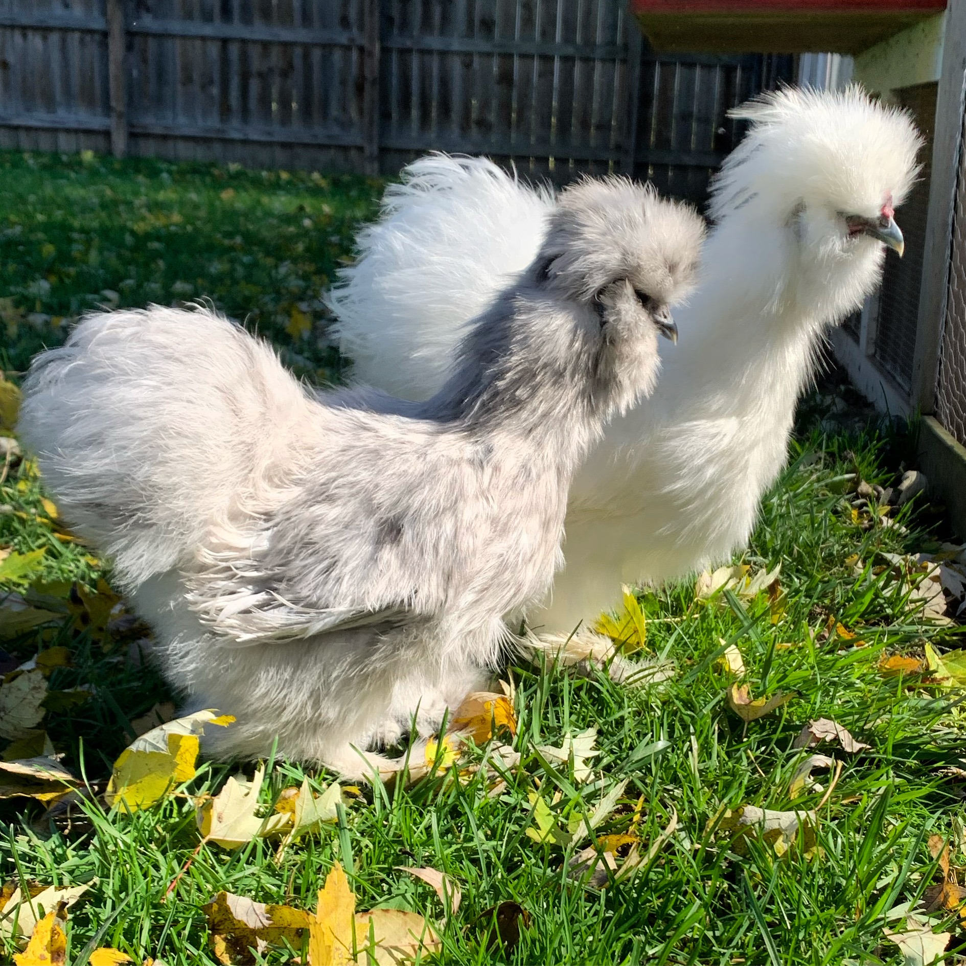 Desilkies - y45sm5r